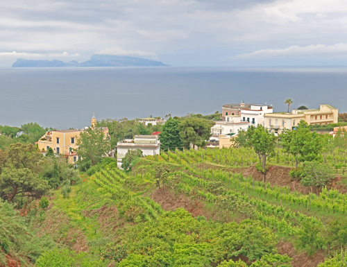 Vineyards in Italy
